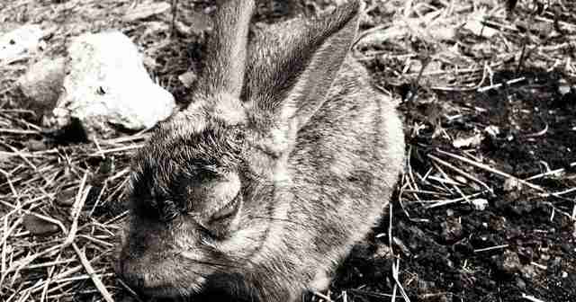 Cuộc tàn sát thỏ lớn nhất lịch sử: Khi virus không còn tiến hóa theo lối mòn - Ảnh 1.