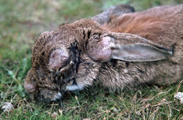 Một con thỏ chết vì bệnh đậu mùa thỏ, với các nốt sưng chứa đầy virus ở tai.