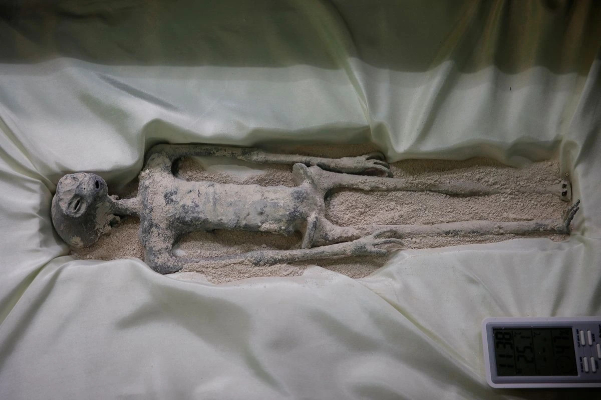 Mẫu vật được cho là có niên đại 1.000 năm tuổi - Ảnh: Reuters